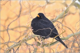 <p>KOS ČERNÝ (Turdus merula) /Common blackbird - Amsel/</p>